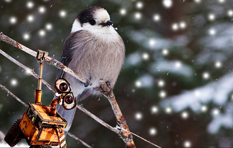 BH_Laurentian's tweet photo. It’s gotten colder, and I’m making new friends! #grayjay #justhanging #blakebh #bio http://t.co/Xqp74ZtCVb