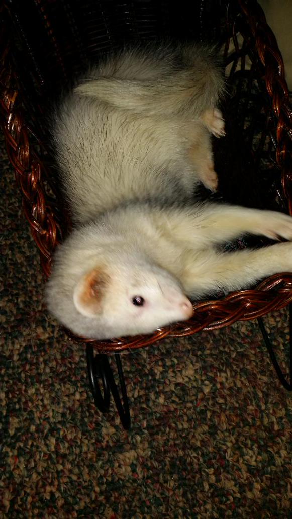 angusmacferret's tweet photo. It's Friday ♡ @toni_toniham @Burrow43 @BuellerFerret @AmericanLassie8 @cherylpoestone @IMAGINATION666 http://t.co/EOmurGxnVM