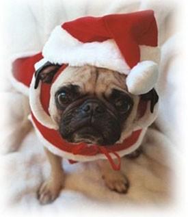 vonkunsfer's tweet photo. Ven por tu super pug navideño!! 
#pug #perros #chile #mascotas #dogs #puppies 
Agenda cita en http://t.co/XvfSs5H5nf http://t.co/CuDIe3Rz9Z