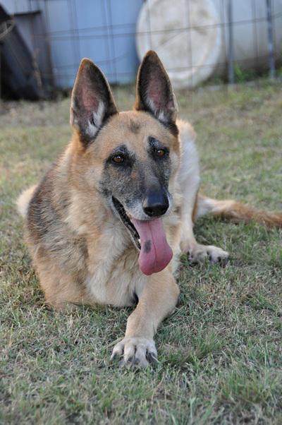 Mama Trish- Our tripod GSD who needs a loving home to live out her years! #storypress #adoptme strypr.es/1yad6er