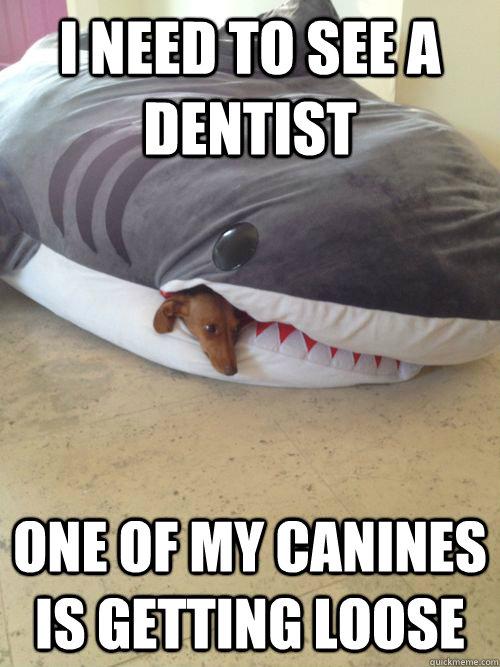 UKCIC's tweet photo. Do you think a dental implant would sort out the problem with this guys canine? http://t.co/uc1HDIfDGO