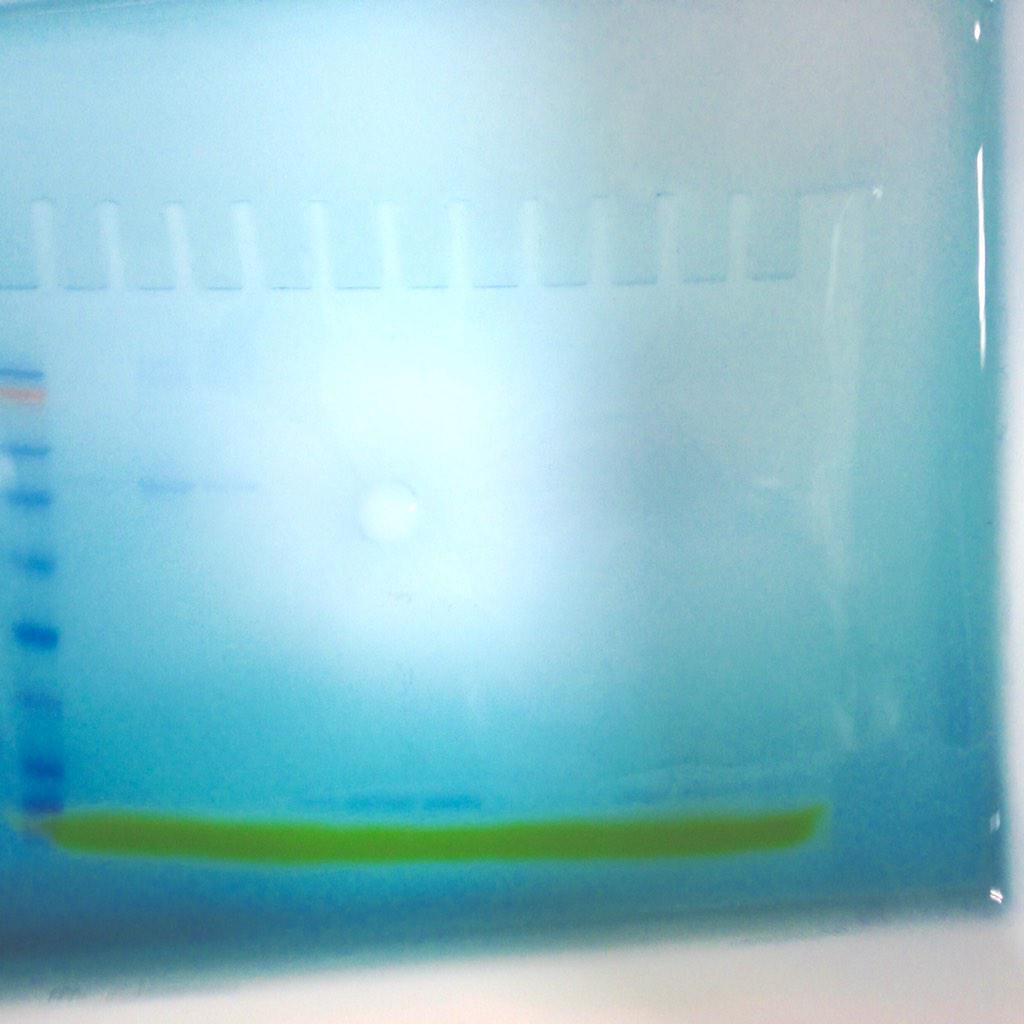 Carried out #gelfiltration and #sdspage on two proteins and here's our result ... #science #hardtoseebands
