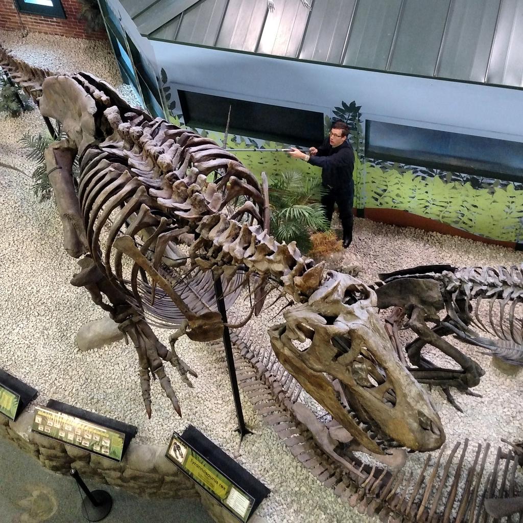 IVANtheTrex's tweet image. Dusting time! Hey, no tickling! #tinyarmproblems