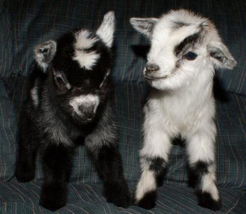 y4jBCHS's tweet photo. Goats can have bffs too ๐๐ thanks for the pic @omgpizzaomg #dailydoseofgoats #whythegoat http://t.co/sc5gkQY3kD