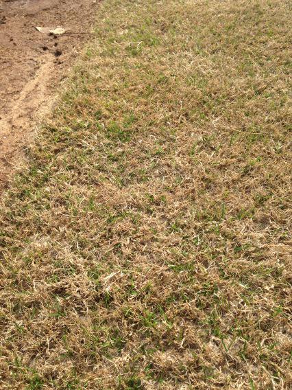 TXGroundsCrew's tweet photo. Gotta love new green growth from all this warm weather. #Latitude36 #BlanketsWork http://t.co/kSpAYgitWK