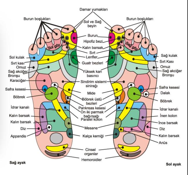 Vücudunuzdaki organların en duyarlı uçları ayağınızın altında yer alır.👠