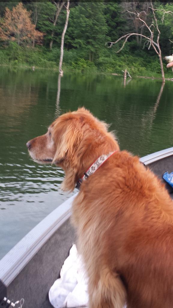 willadamson16's tweet photo. Lost my fishing buddy and my best friend today #RIPRuby #sayhitowyattandzeusforme http://t.co/clPPmg9TtW