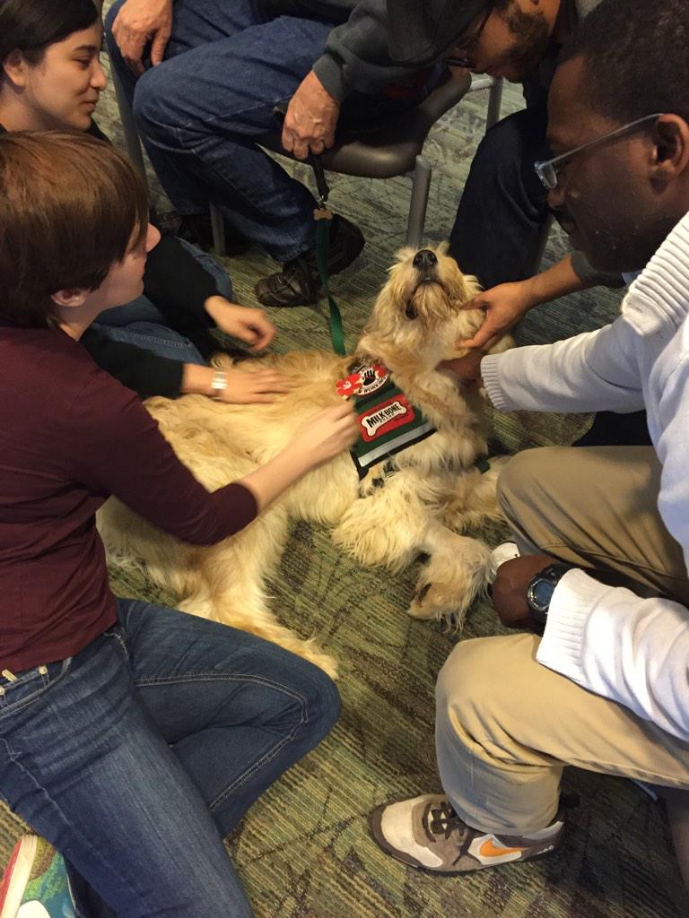 EmoryUniversity's tweet photo. These pups are ready to cuddle your finals stress away at @EmoryLibraries Woodruff Library until 4pm! #emorydogbreak http://t.co/qrEdNVDRXF