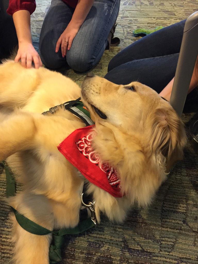 EmoryUniversity's tweet photo. These pups are ready to cuddle your finals stress away at @EmoryLibraries Woodruff Library until 4pm! #emorydogbreak http://t.co/qrEdNVDRXF