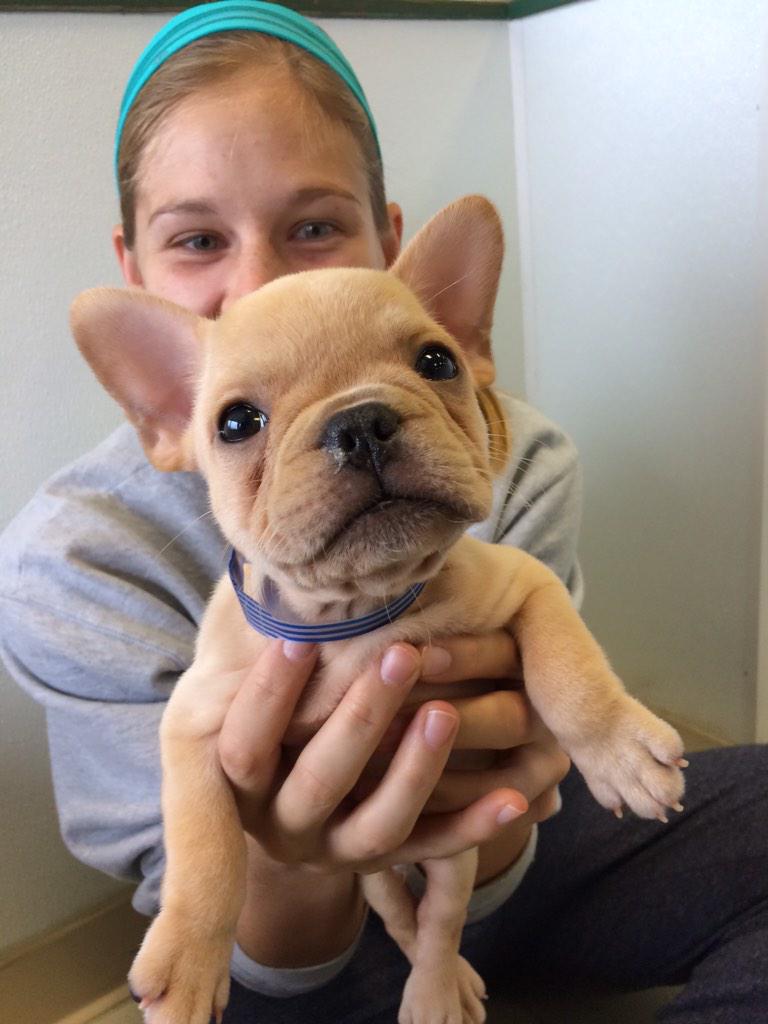 cheswhite's tweet photo. I'm obsessed #frenchieforever http://t.co/c6973wpODb