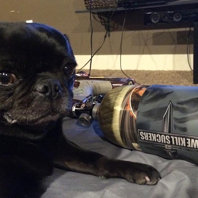 Gotcha_SLP's tweet photo. #blackpug #pug #paintball #bunkerking #wearthecrown #wekillsuckers #wks http://t.co/yRUDYRYExv
