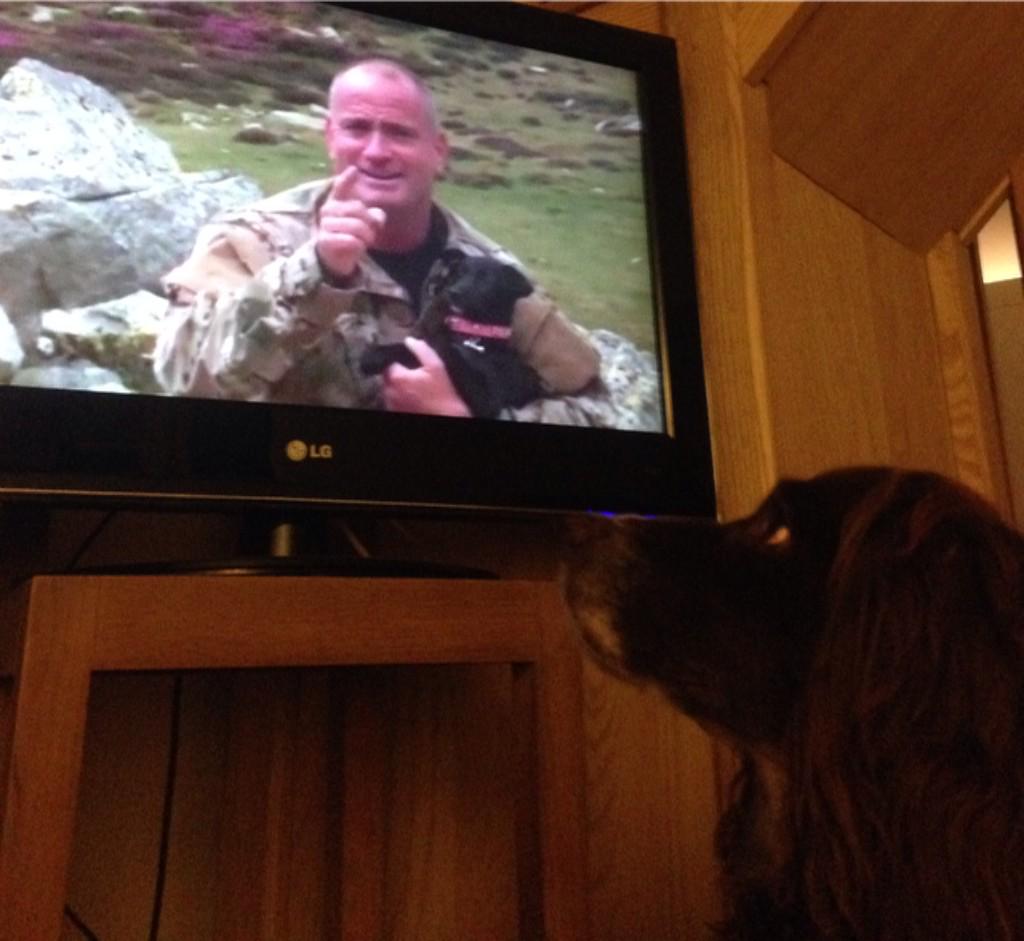 JHSurvival's tweet photo. Hello #ninja @bolderone Photo: My dog watching your dog @RosieDYSstar watching @terryschappert on
#DudeYoureScrewed http://t.co/B0PNkZYHbv