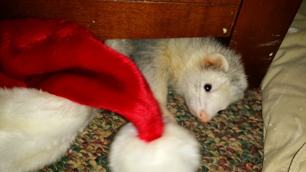 angusmacferret's tweet photo. #WarOnChristmas #NeverHeardOfItAndNoThatIsNotSantasHat ;) @The_Monarch @SimonJHoverSr @morgansparhawk @thatalexyarde http://t.co/wVhGpsOrMe