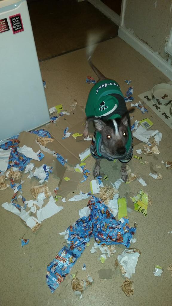 Ju_Xolo's tweet photo. I was left alone for 10 minutes.....
#dogs #dogslife #DESTROYFEST http://t.co/gp4DuxgNnU