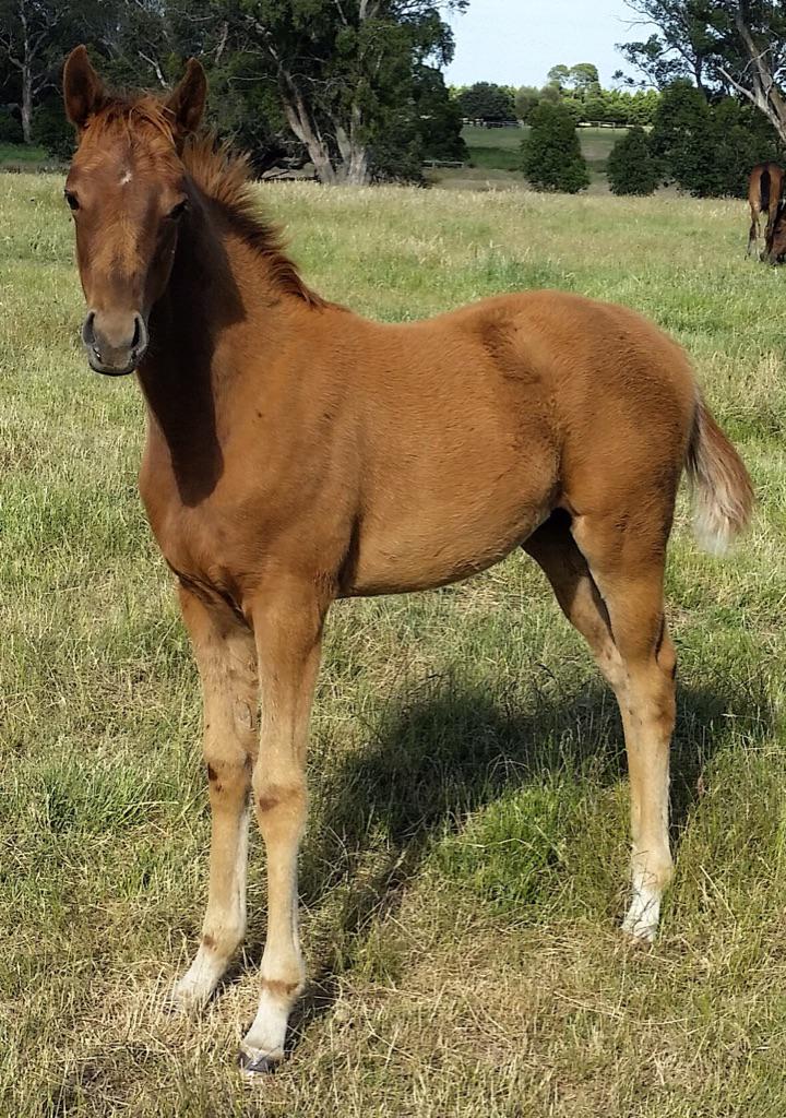 adam_testro's tweet photo. Lovely strong @SwettenhamStud @host_swettenham filly from Traditionally mare Primitiva @MirandaPark888 http://t.co/n8yIDAYXno