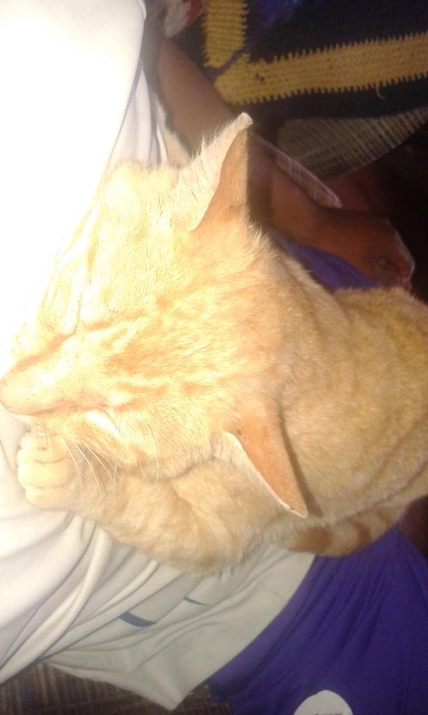 squintui's tweet image. #garfield