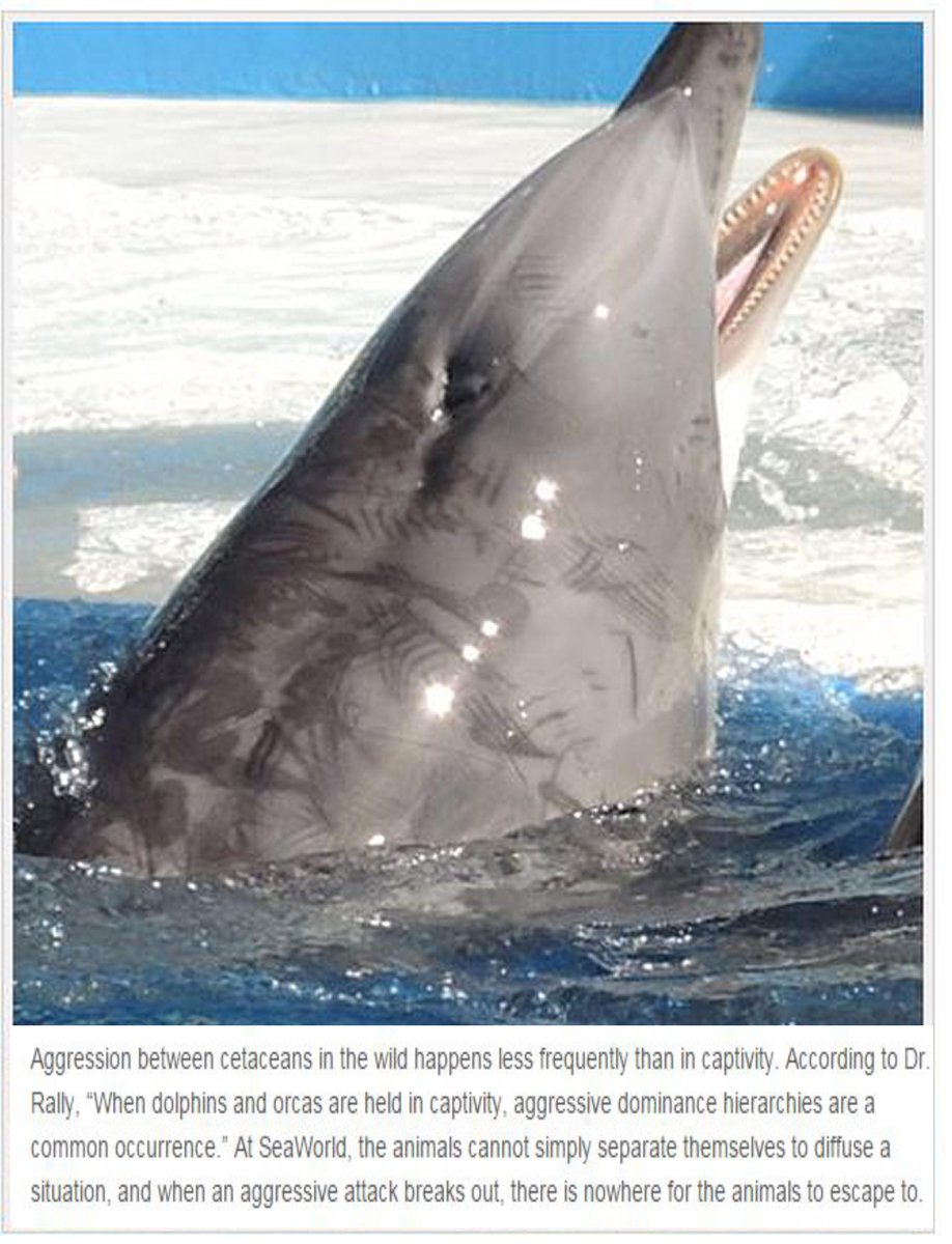 VGMabel's tweet photo. Bullying+aggressive fights among dolphins of various species were apparently commonplace at #seaworld #OpSeaWorld http://t.co/tAhLV7ZGdY