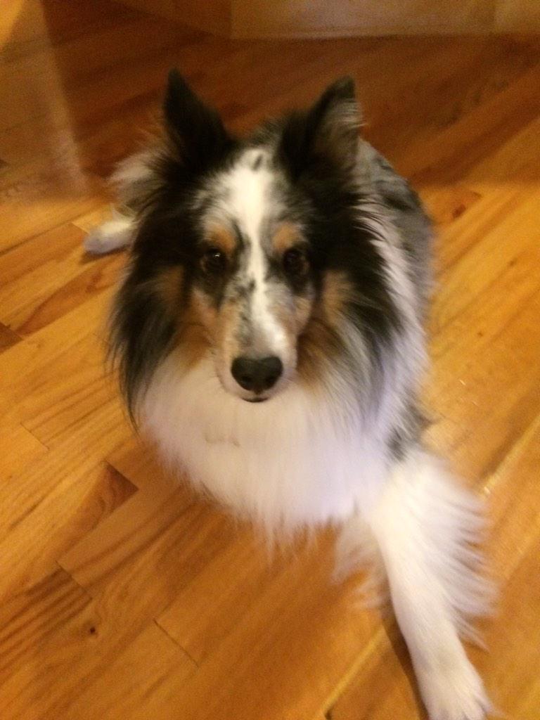 My favorite Christmas gift I have ever received is my dog Liam @DawndyWISTV