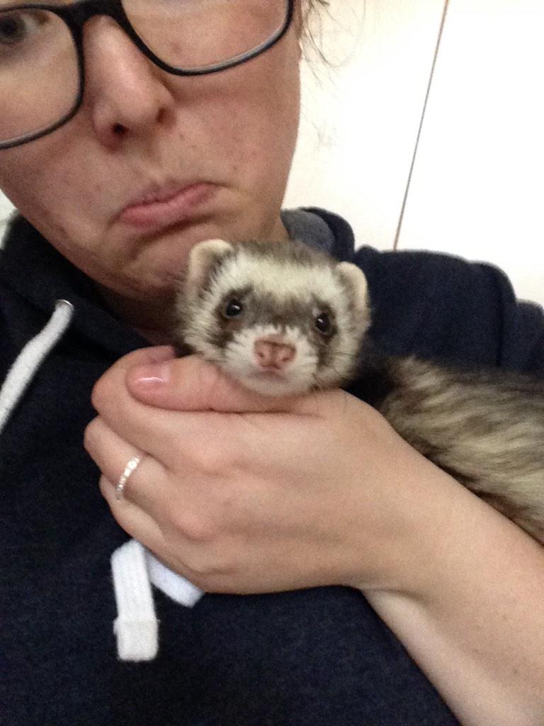 FerretThoughtss's tweet photo. Little Freya. maybe I can convince my friend to let her stay here. She doesn't take care of her:(( #ff #FerretFriday http://t.co/huJEyZsqIL