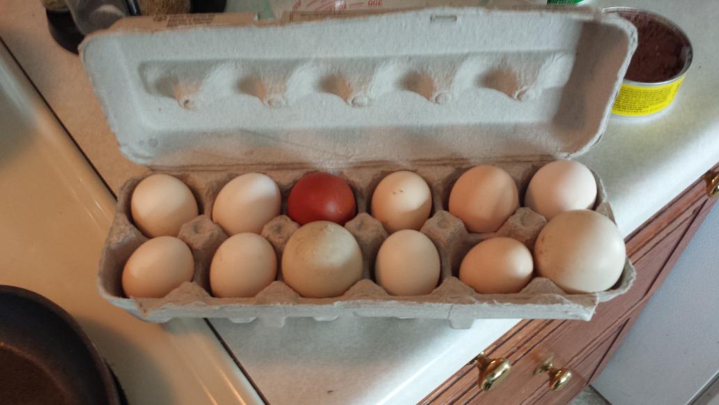 KaitlanGrace's tweet photo. Eggs of all shapes and colours! #eggs http://t.co/z2Iqg2ivA0