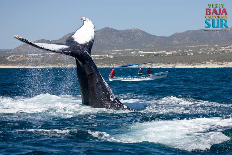 proyectoballena's tweet photo. Whale watching is starting in Baja California Sur! Get to know the best places for whale watching! #BCS http://t.co/P55Wt2RK4G