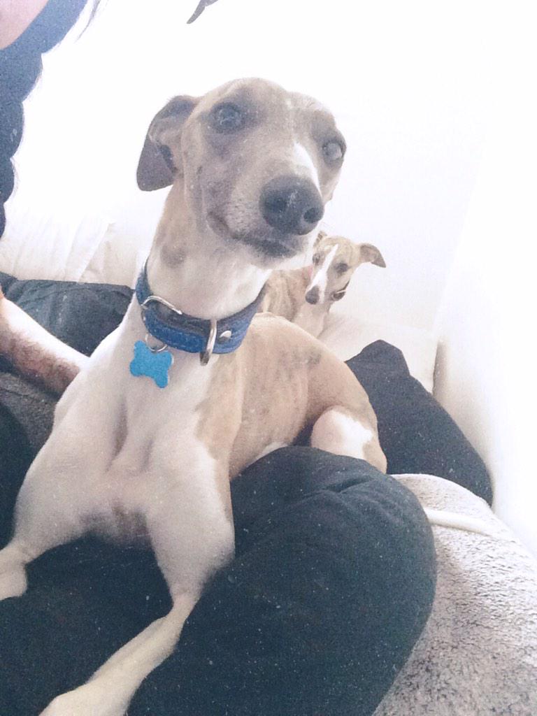 cuthbertwhippet's tweet image. selfie