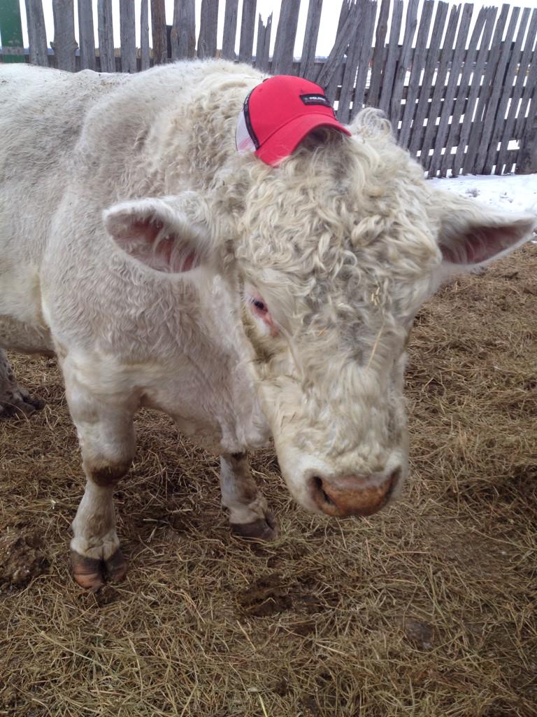 Stuffonmycows's tweet photo. #hat #stuffonmycows http://t.co/gxwv5uF0dQ