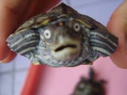 SHBTRN31's tweet photo. I like turtles! #sgtpete http://t.co/MqfLJPYHcm