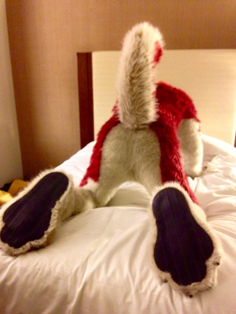 laceaurora's tweet photo. Found this red husky (@st0rmhusky) in our room on the bed. What to do with him #furryproblems #MFF14 #huskies http://t.co/lt1jb5gJRp