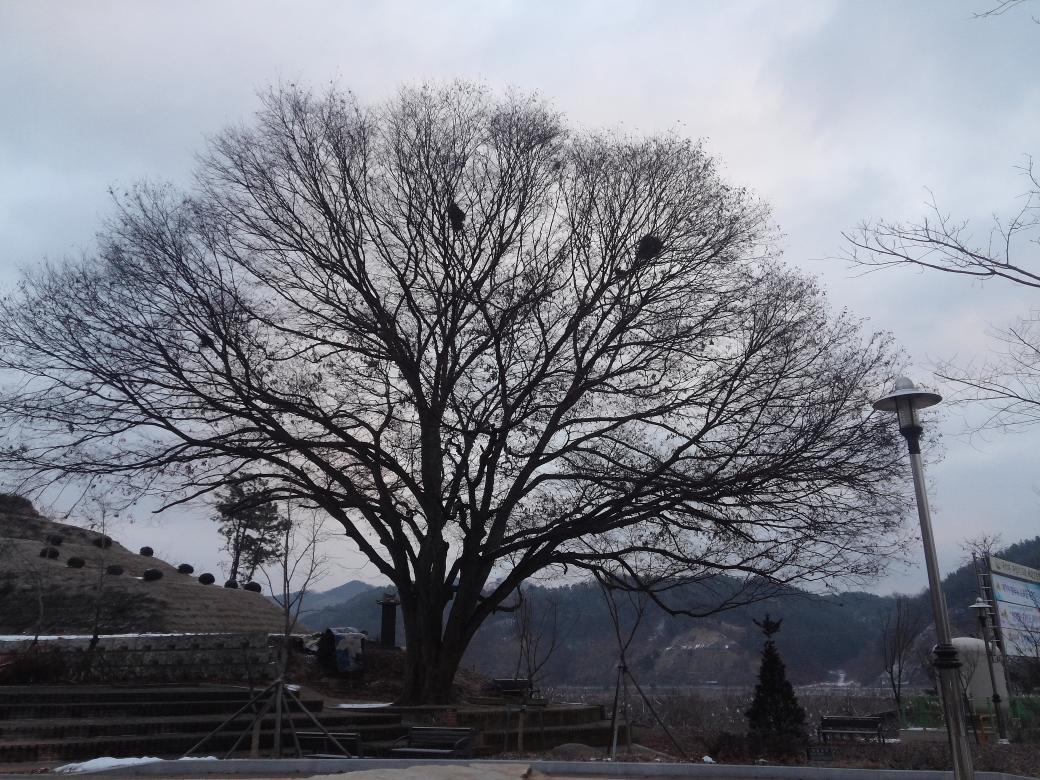 여름엔 까치집이 있는지 몰랐는데 낙엽이 지니 까치집이 보이네요.
우리네 인생도 그렇겠죠?