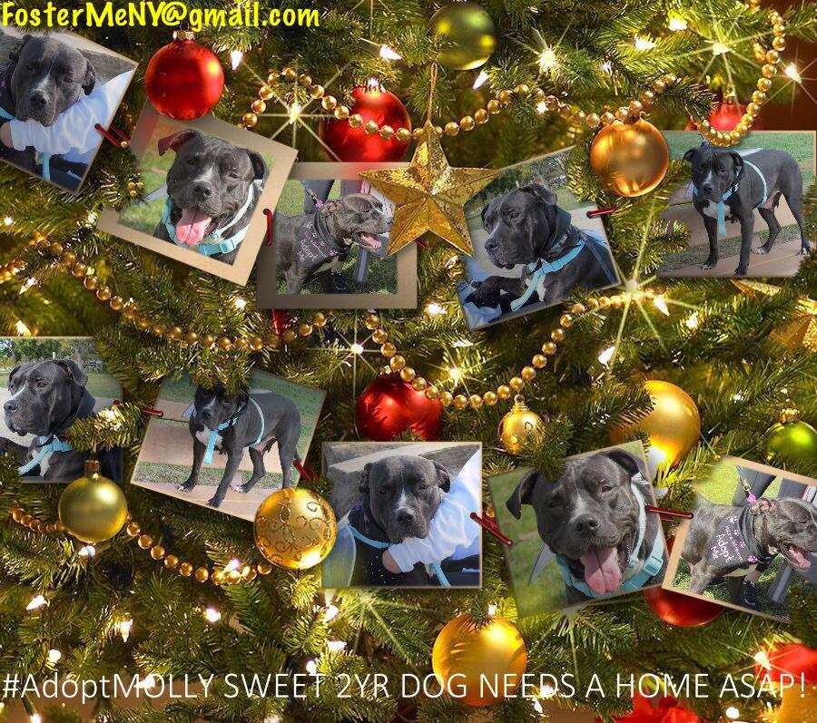 FosterMeNY's tweet photo. #AdoptMOLLY 2YR SWEETHEART #DOG STILL NEEDS A HOME! SHE'S AN ANGEL! GIVE HER A HOME 4 XMAS!
https://t.co/YXCtkQYzUC http://t.co/OfTOMFsIm1