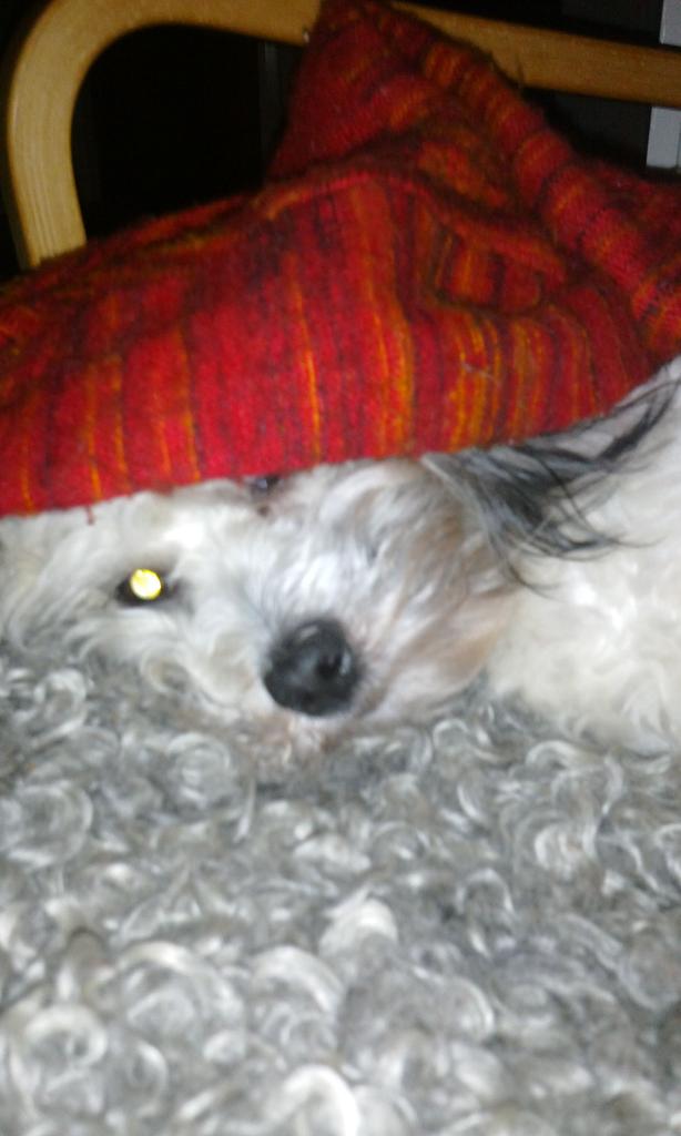 compaulsson's tweet photo. Nu är det jul (; http://t.co/8IG8qnK0nh
