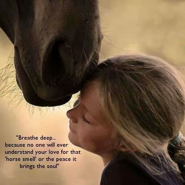 Volunteer and get your horsey smell fix. #horserescue #volunteer