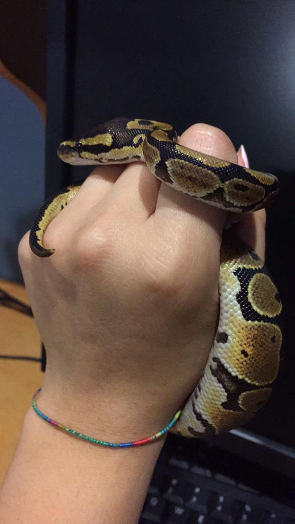 UhVegaa's tweet image. #babyPython
