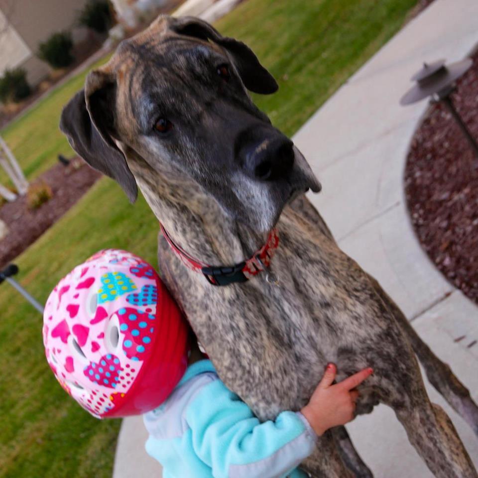 cmontag78's tweet photo. We miss you already, sweet boy. RIP, Ozzie. 😢 #GreatDane #CancerSucks http://t.co/D6v4iRwC6K