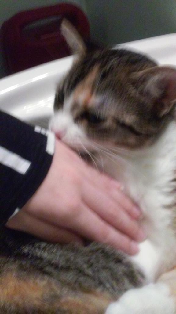 meowzermix tweet picture
