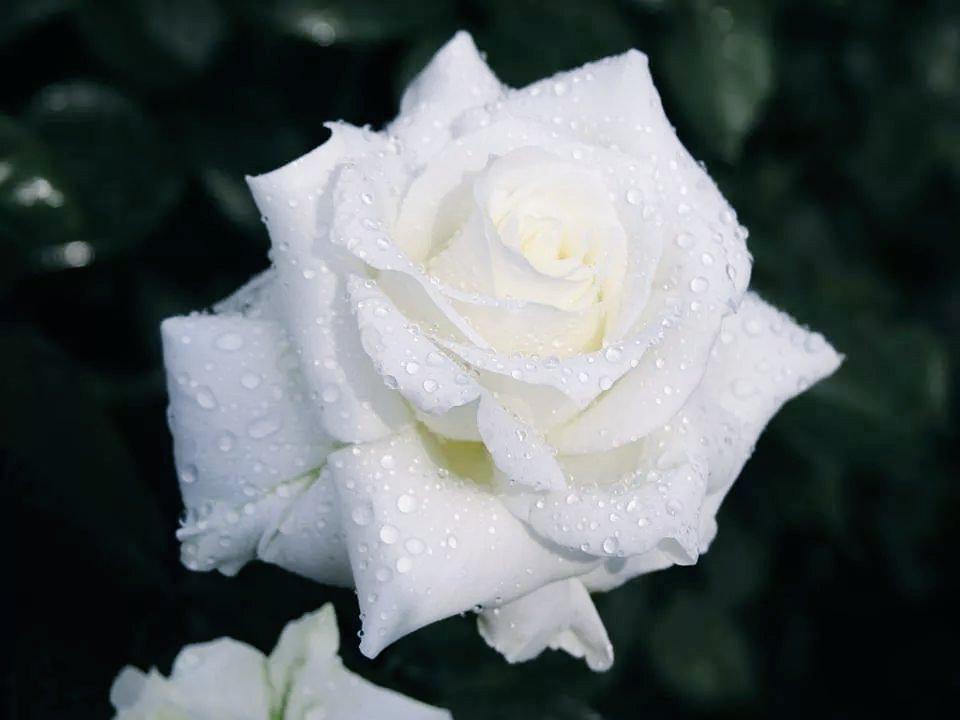 wight rose wight cat twitter