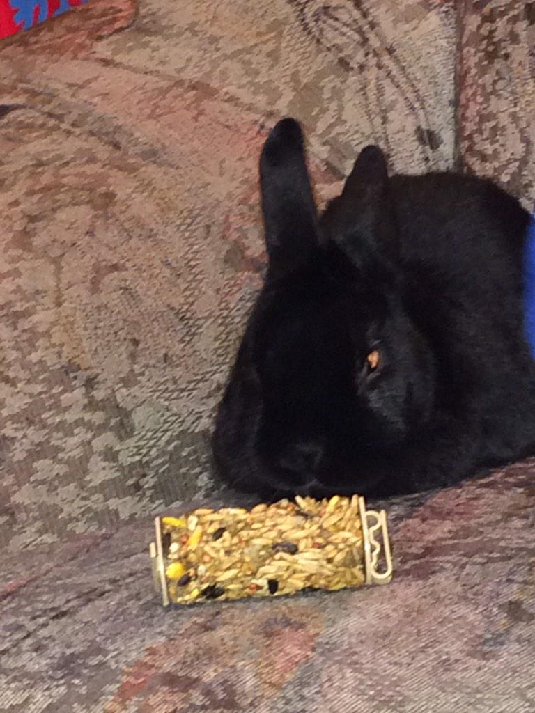 CWetheril's tweet image. #pet