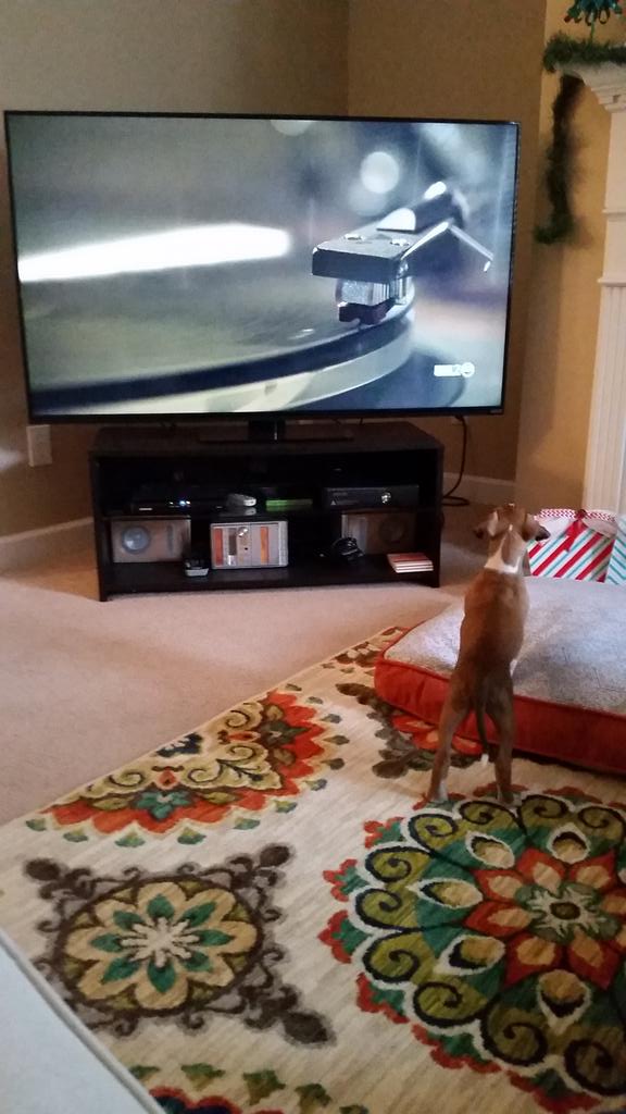 BoxerChronicles's tweet image. Love to Watch TV. Haven't found a favorite show yet...