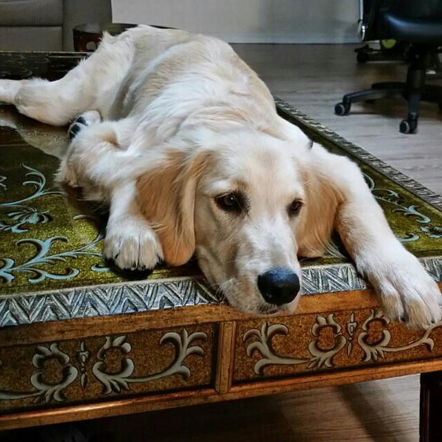 埋め込み画像への固定リンク