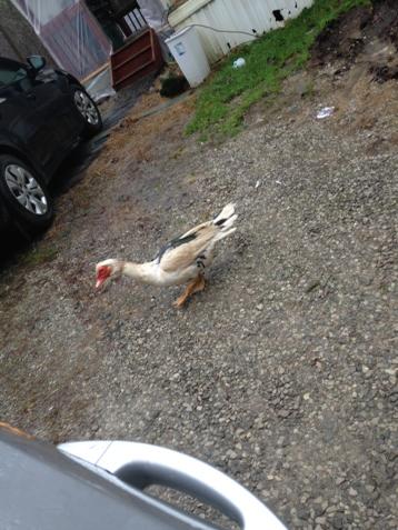 JordanDean04's tweet photo. I feel like this is a sign that we've had way too much rain. #RandomDuck http://t.co/5XdsV6MDVI