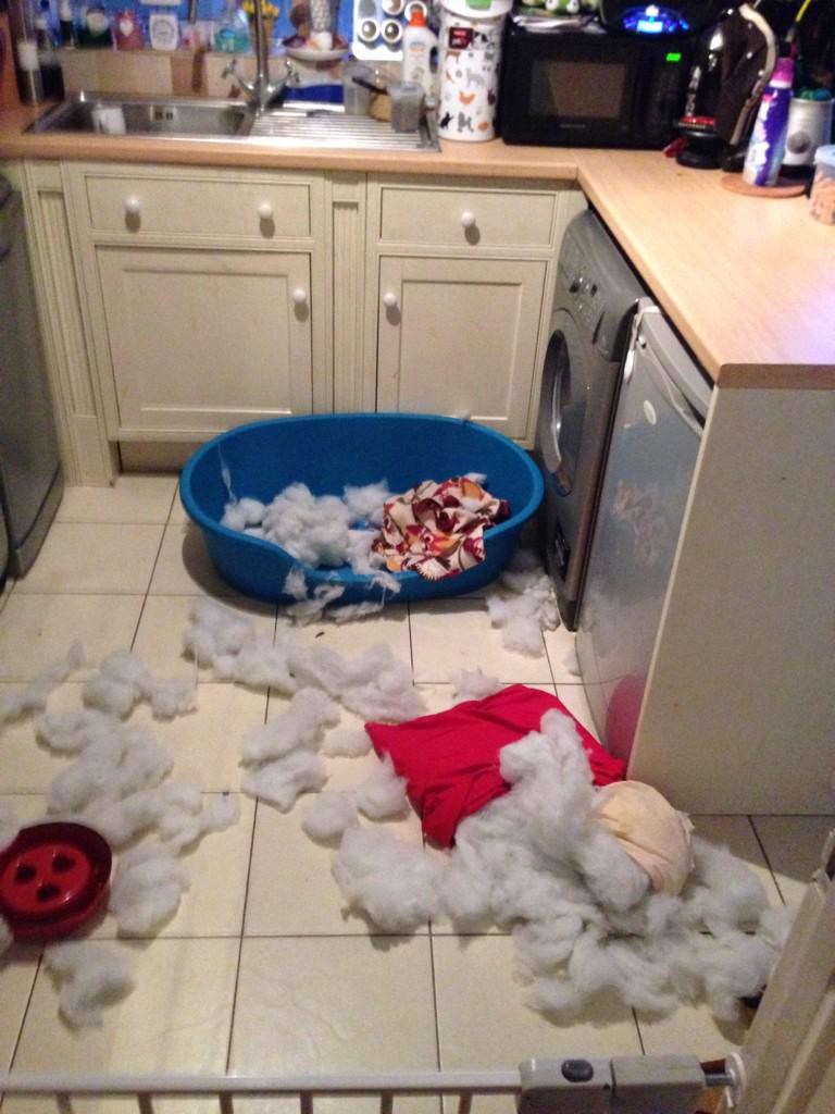 Clairef84's tweet photo. maverick found his own way to have fun today when I was out! #beagletrouble http://t.co/jNpOPBxshs