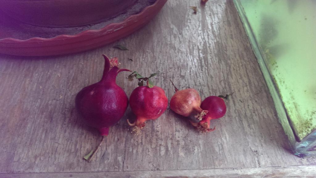 今年总算是有了果实啰～  付出就会有收获，明年继续～～