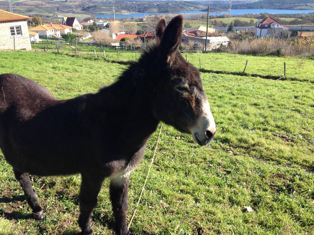 nickhalltravel's tweet photo. @fmorcillo @fortizcrea @conteudochave what shall we call him? #Smartravel14 #SmartDonkey http://t.co/jH5jyuARBQ