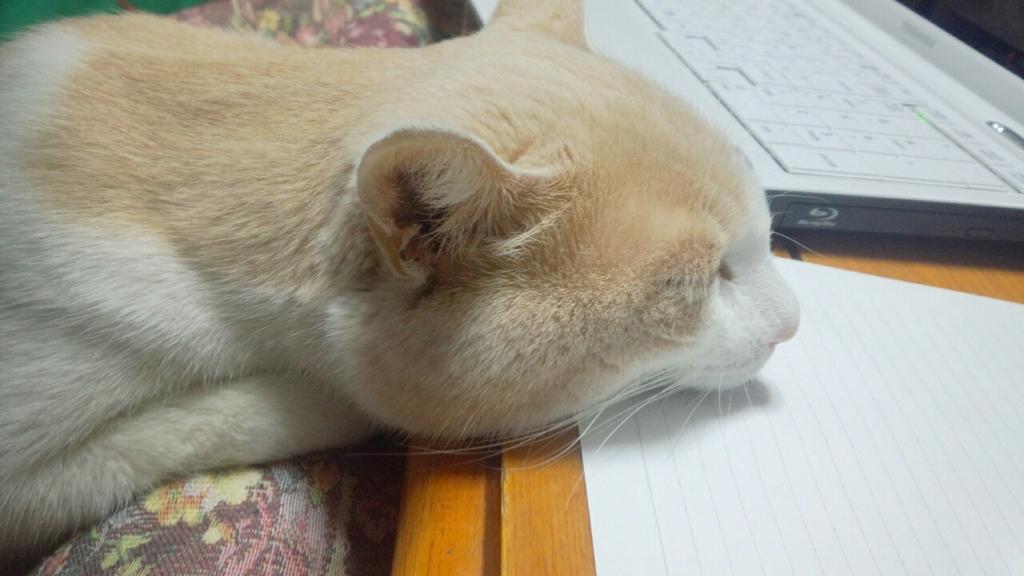 kuboccchi719's tweet photo. なんでうちの猫はこたつで座って寝るんだろ、 http://t.co/ittawRAWhM
