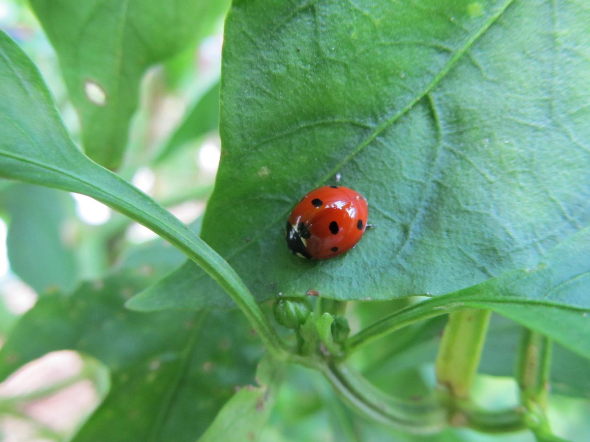 CoCreativeFarm's tweet image. Good morning! Good morning! The warm weather has brought out a little color. Stay warm lady.