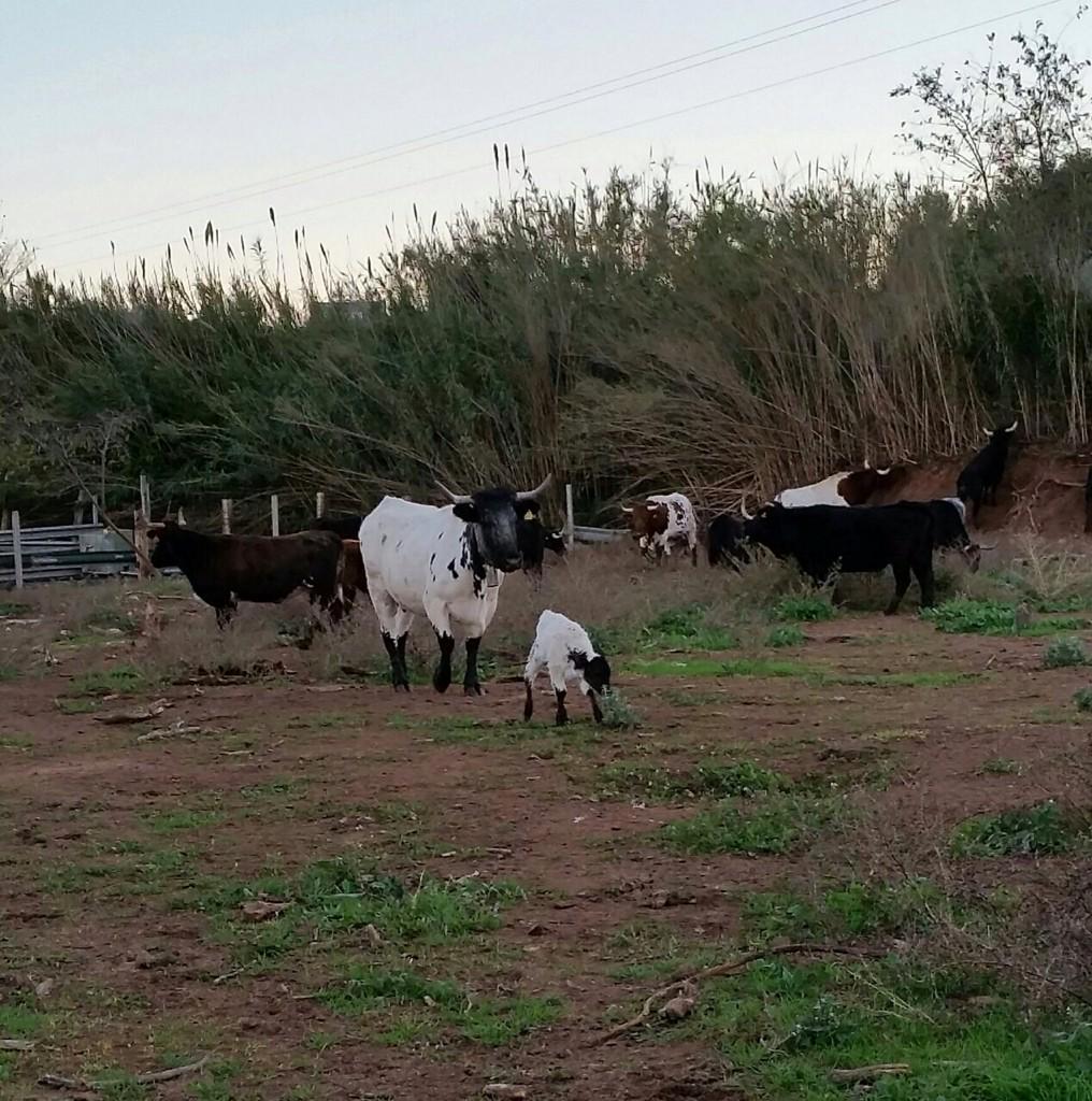 Ganaderia G.Gamón (@g_gamon) on Twitter photo 