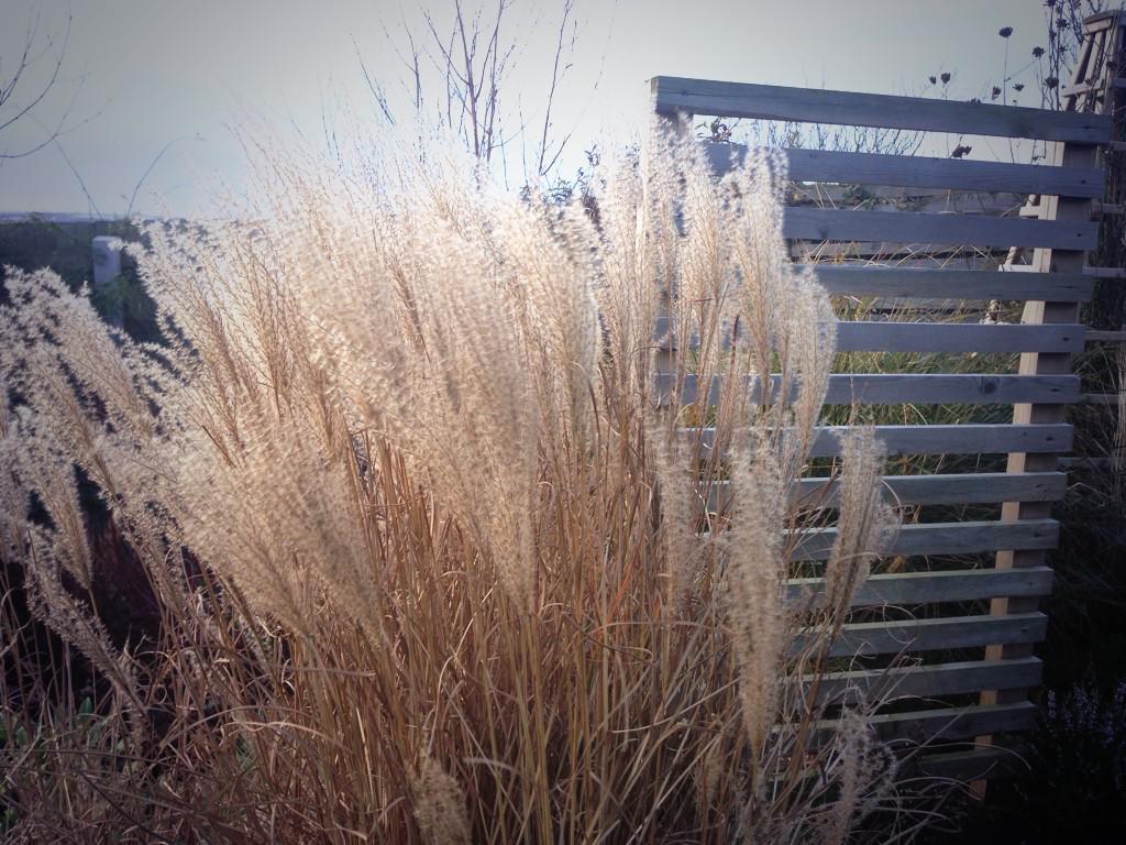 S_Hockenhull's tweet image. Miscanthus adagio was the show stopper #gorgeous #winterstructure #plantingdesign