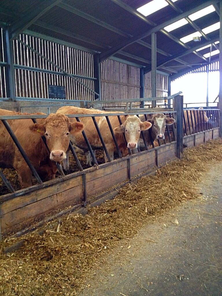 UnemployedFarm's tweet image. 3 of the Charolais X bullocks here #agriculture #farming #beef #bullocks