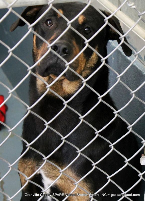 GranvilleCountyNC/GASSING/ Harley IM1268-15/Rescue Only/RottieX ~1-3 years old,Male/pls contact gcspare@aol.com NOW